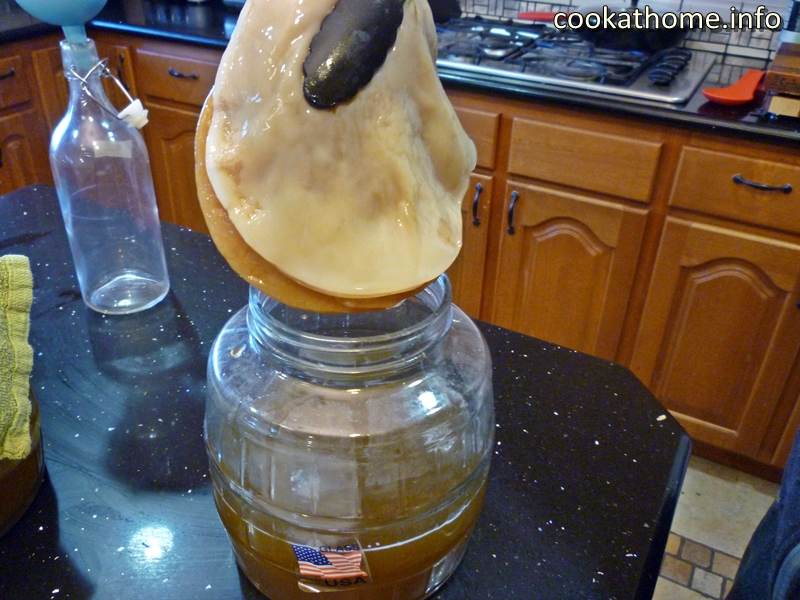 How to Make a Kombucha Scoby - The Fermentation Adventure